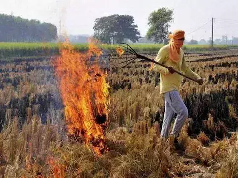पंजाब में पराली जलाने की बढ़ती घटनाओं को लेकर BJP ने खोली  केजरीवाल की पोल, पूछा - कहां हैं सल्यूशन ?